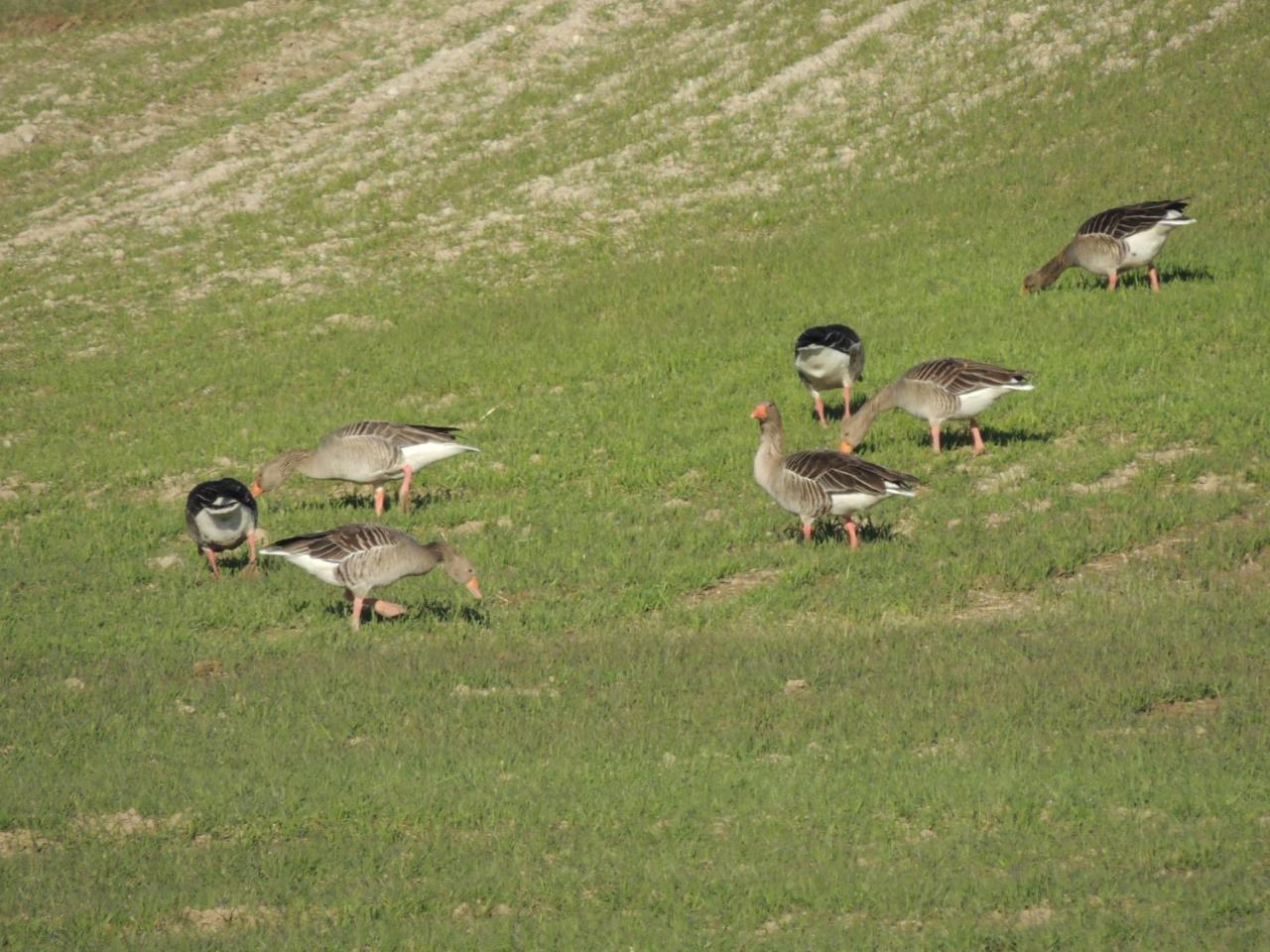 בית הארחה Mendijur 	Mirador Ardea Mendixur מראה חיצוני תמונה